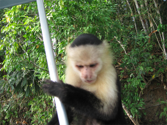 monkeynew.jpg