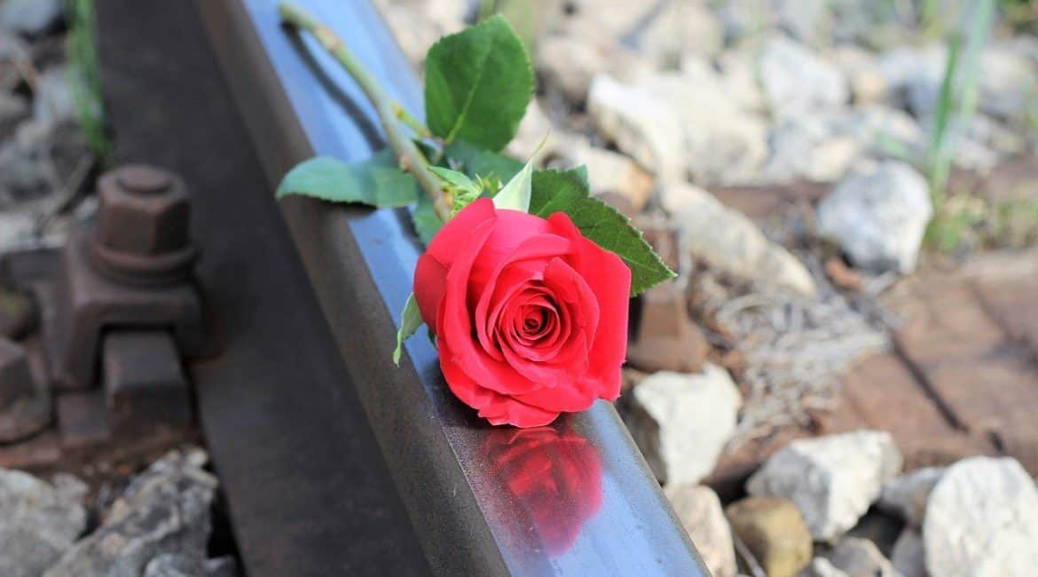 red rose