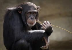 chimpanzee