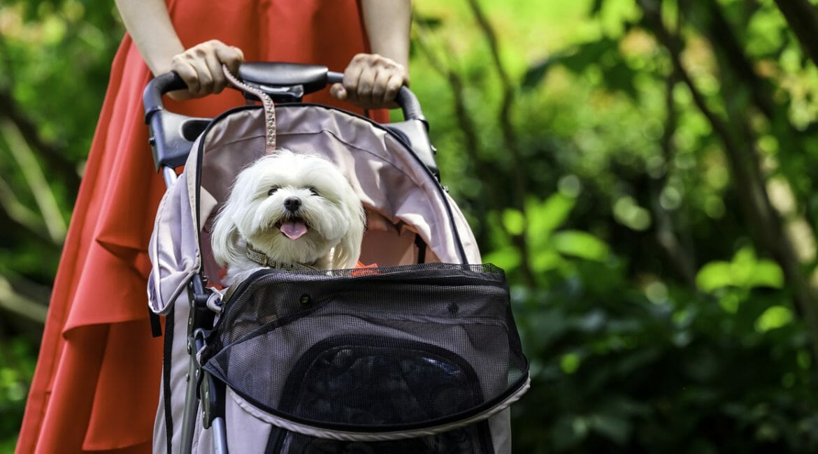woman with a dog