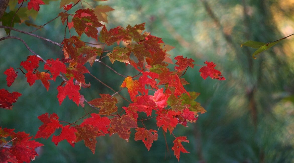 maple leave