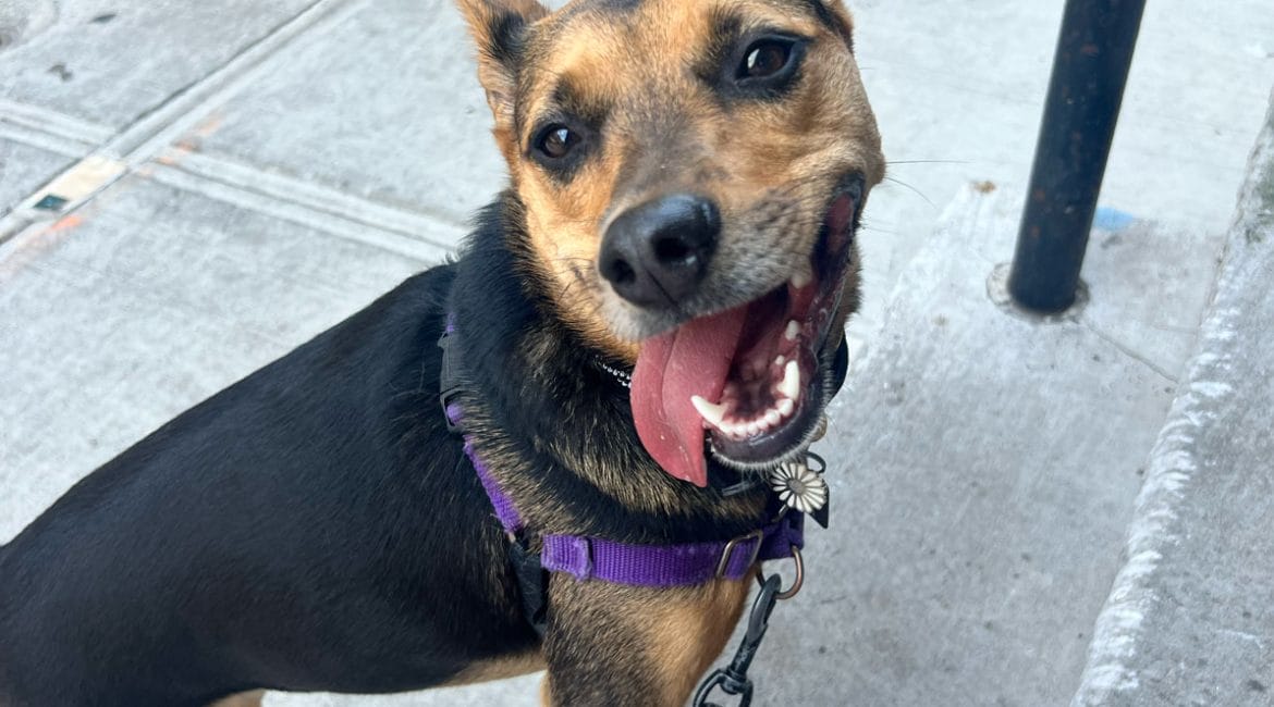 Daisy, my granddog