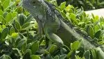 iguana in St. Maartin