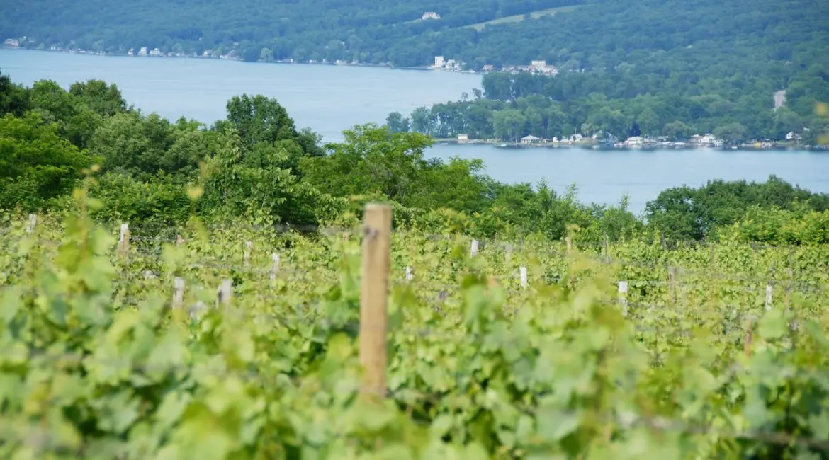 vineyard in the finger lakes