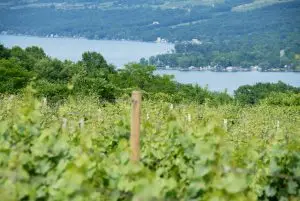 vineyard in the finger lakes