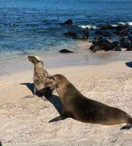 sea lions